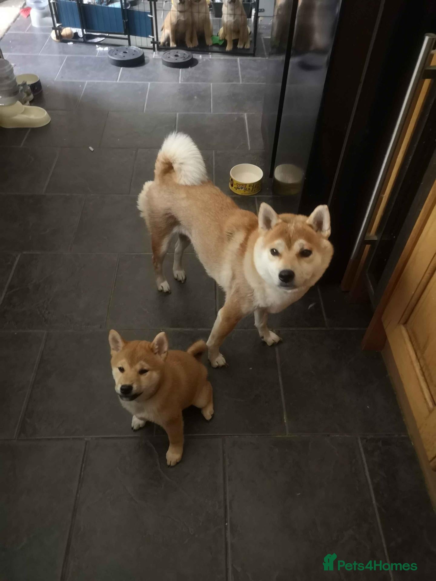Japanese Shiba Inu dogs *New price! 3 left* all KC female shiba inus. - Advert 19