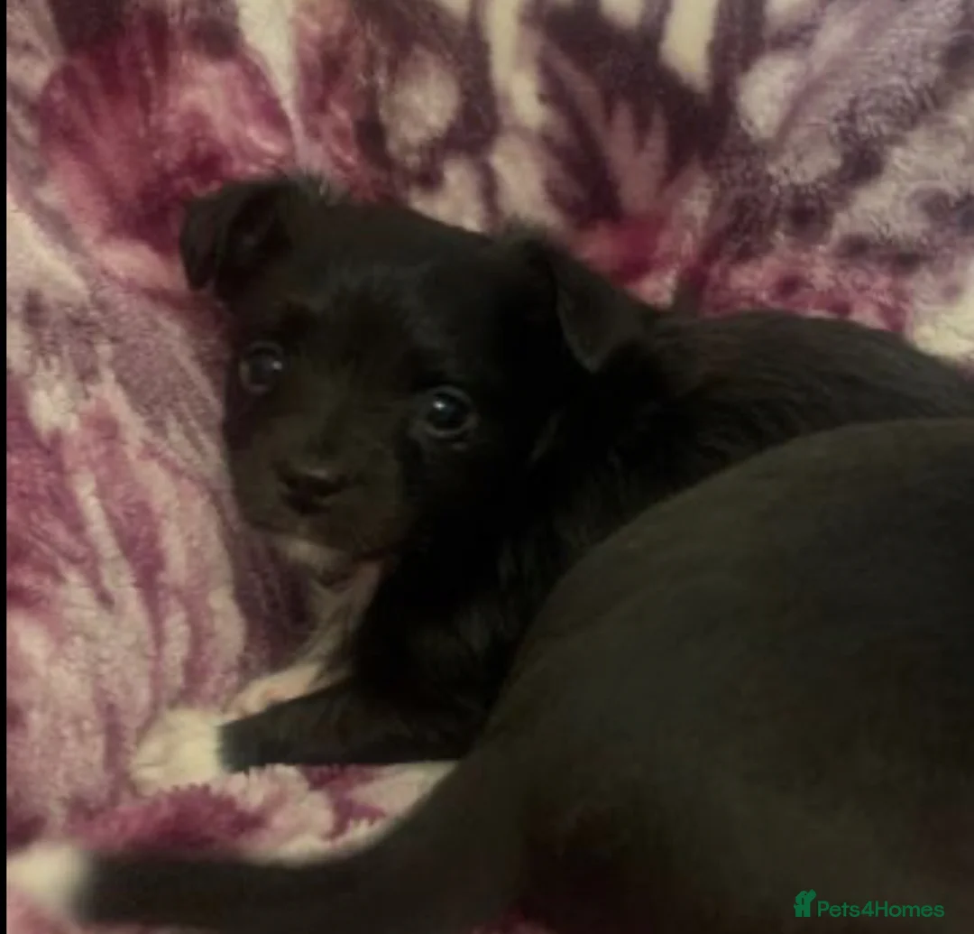 Mixed Breed dogs for sale: Chihuahua x Jack Russell puppies - Advert 4