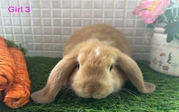 Mini Lop rabbits for sale: Mini lop baby bunnies - Ready now! - Image 31