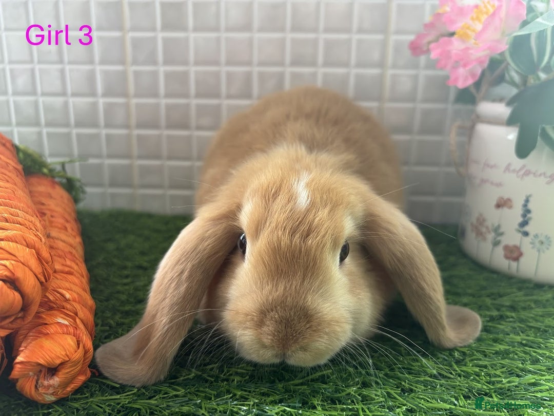 Mini Lop rabbits for sale: Mini lop baby bunnies - Ready now! - Image 31