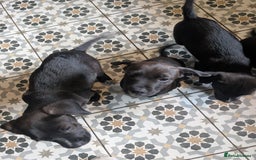 Mixed Breed dogs for sale: Patterdale cross American bulldog  - Image 4