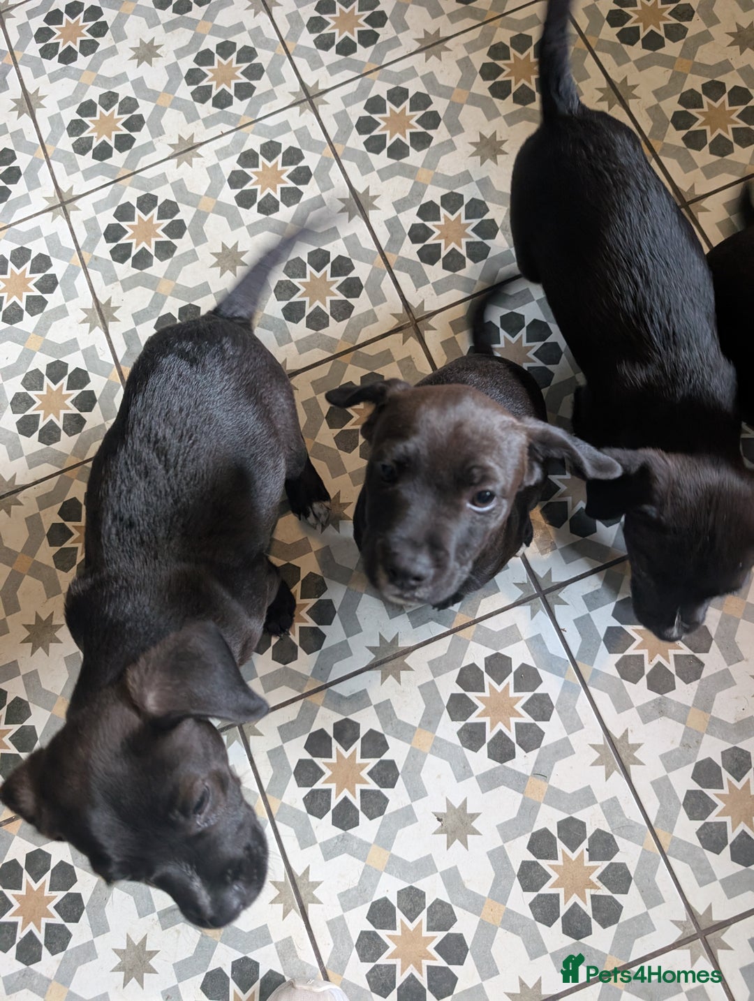Mixed Breed dogs for sale: Patterdale cross American bulldog  - Image 4