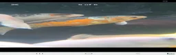 Koi Carp fish for sale: Koi carp x6 in Thornton-Cleveleys - Advert 6