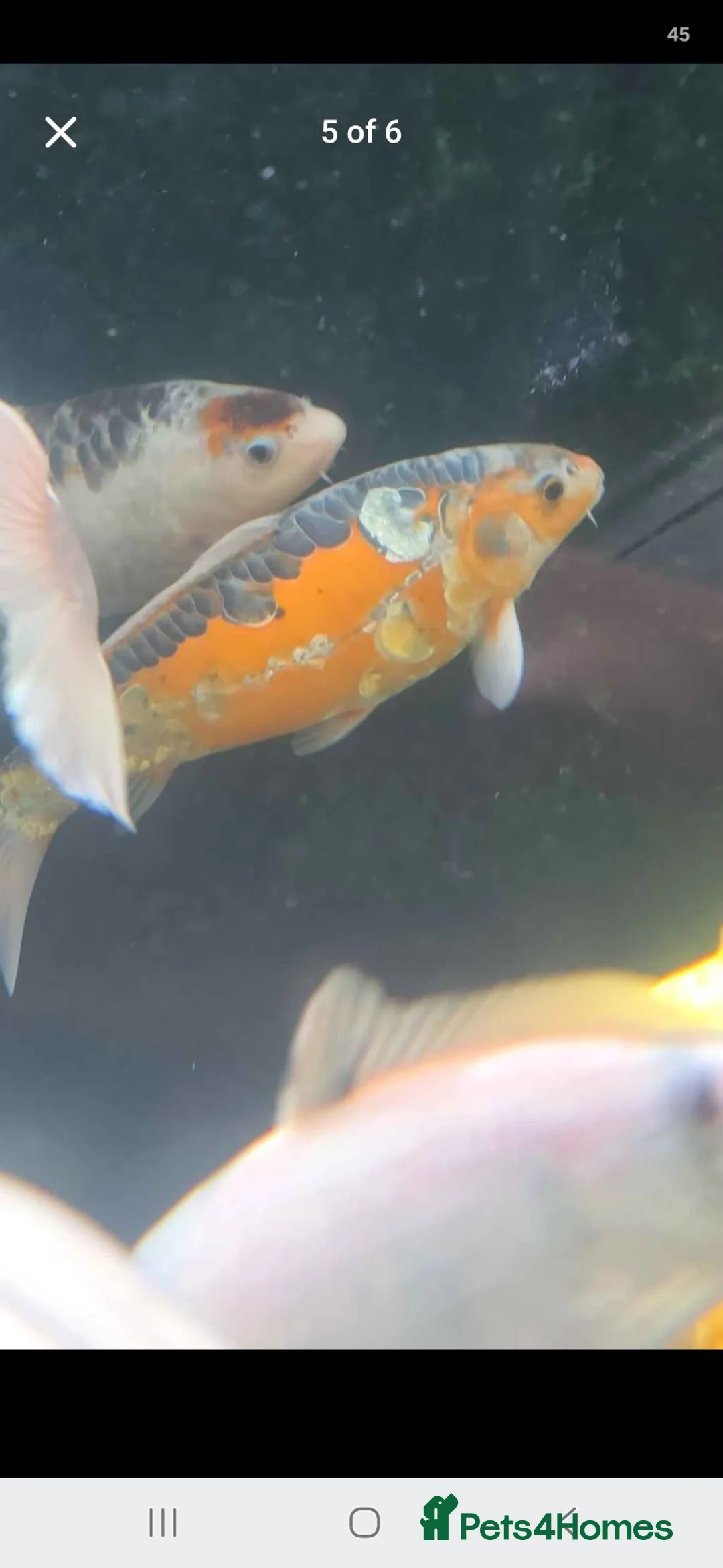 Koi Carp fish for sale: Koi carp x6 in Thornton-Cleveleys - Advert 6