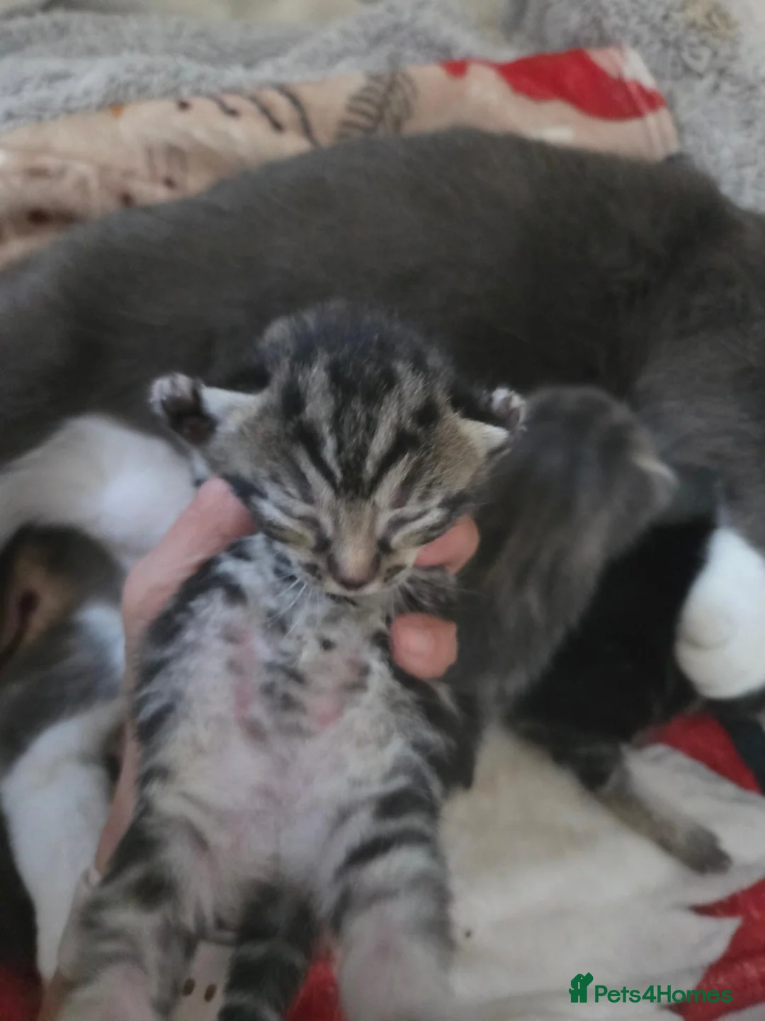 Mixed Breed cats for sale:  3 Beautiful female tabby kittens  - Advert 2