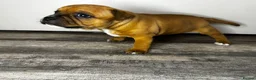 Staffordshire Bull Terrier dogs for sale: 🔥READY! KCREG STAFFY PUPPS–OUTSTANDING QUALITY 🔥 - Advert 23