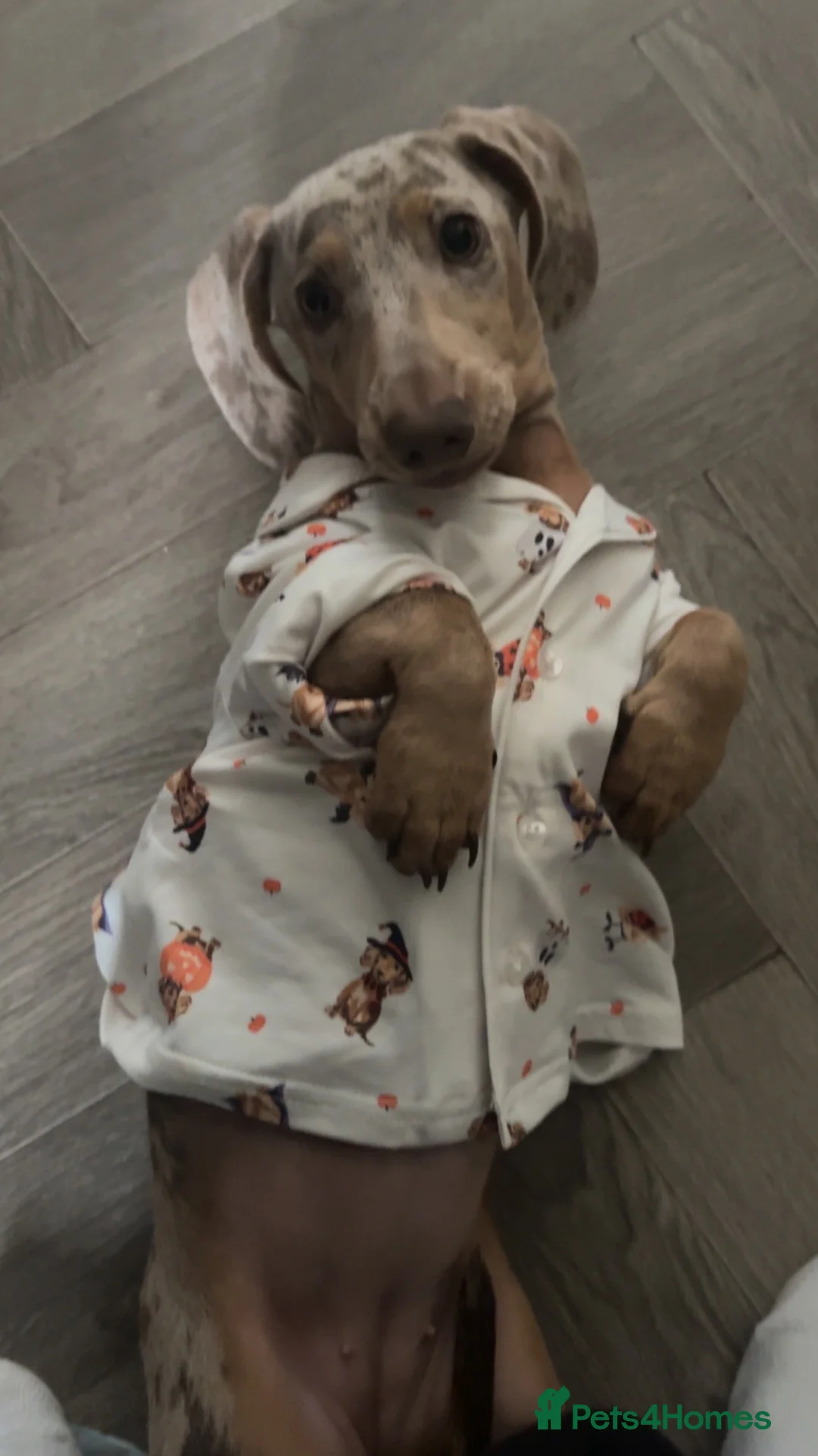 Dachshund dogs for sale: Dachshund for sale  - Advert 2