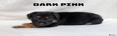 German Shepherd Puppy 6