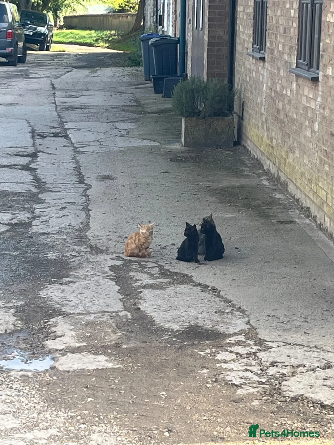Mixed Breed cats for sale: Kittens looking for homes  in Marlborough - Advert 7