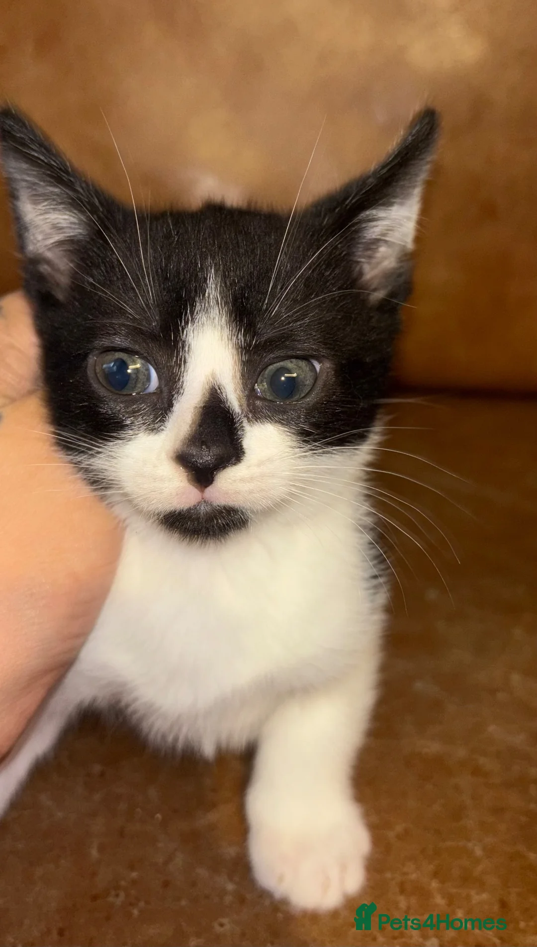 Mixed Breed cats for sale: Russian grey/black mix breed  - Advert 1