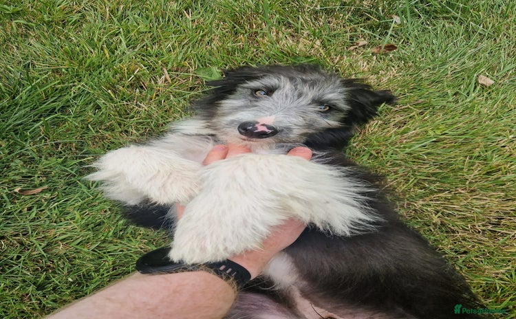 Bearded Collie dogs - Advert 1