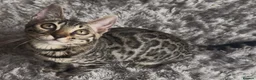 Bengal cats for sale: 2 LEFT!! ✨ Beautiful Bengal Kittens✨ - Advert 20