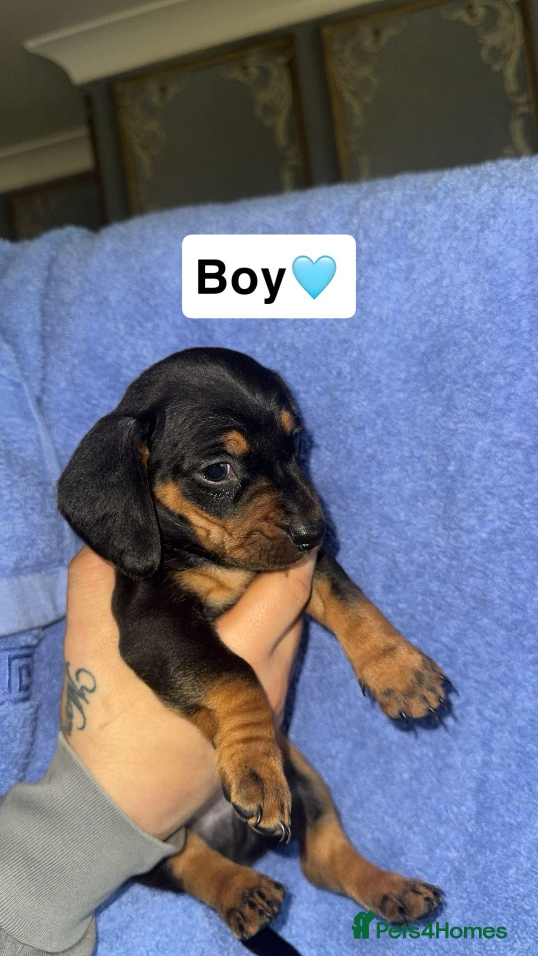 Dachshund dogs for sale: Dachshund puppies for sale - Advert 6