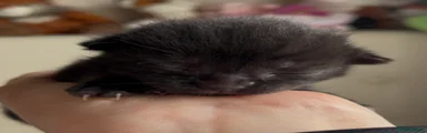 Domestic Shorthair Kitten 3