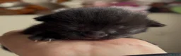 Domestic Shorthair cats for sale: 2 Males left! Black kittens ready 24th June!  - Advert 16