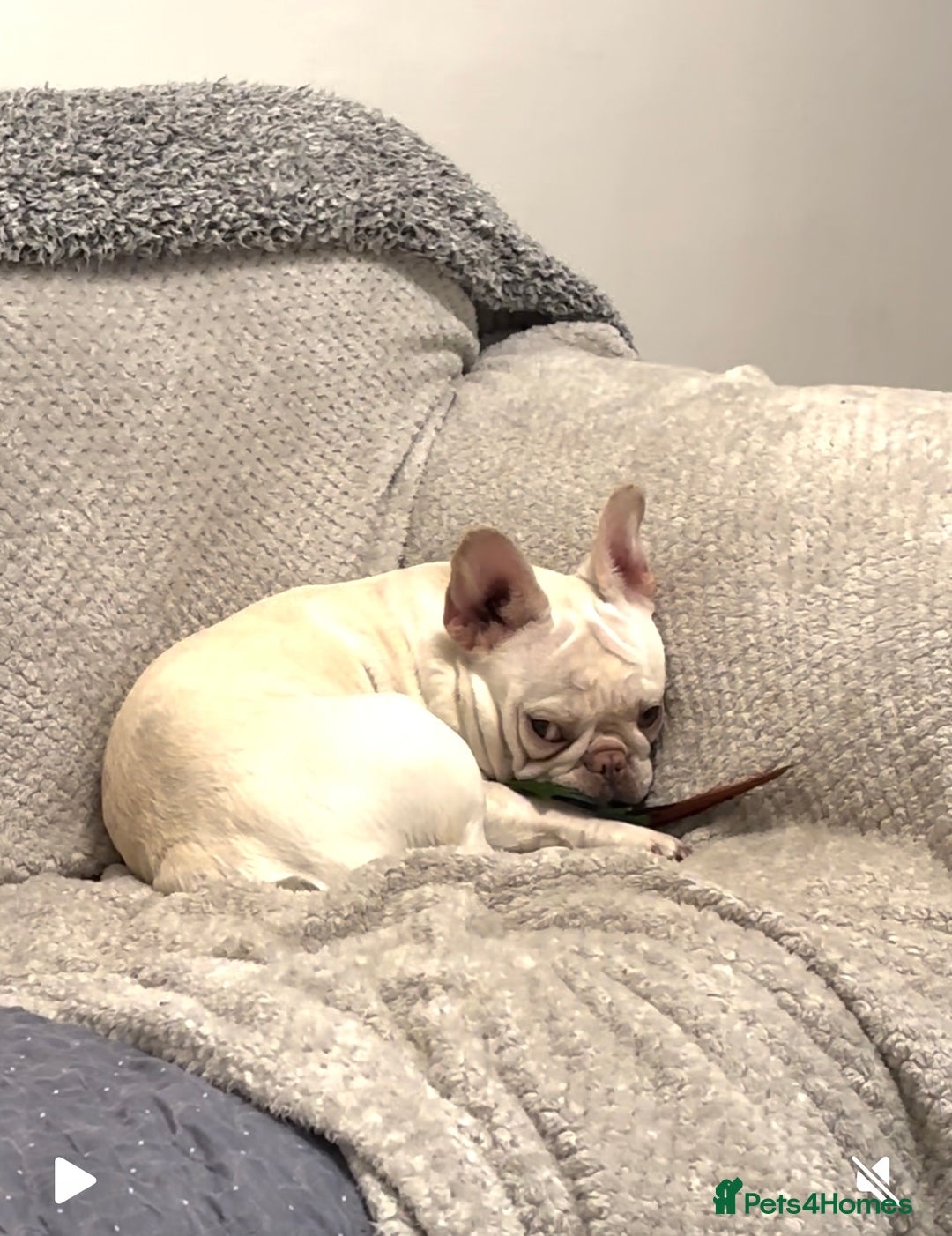 French Bulldog dogs for sale: Such a honest little lady - Image 7