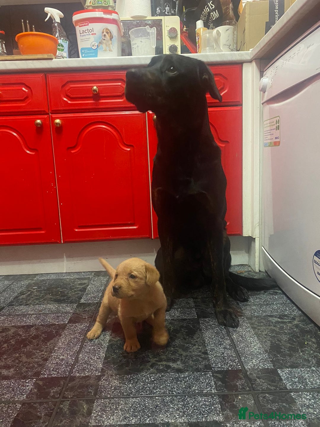 Mixed Breed dogs for sale: German shepherd x Working Labrador puppies  - Advert 6