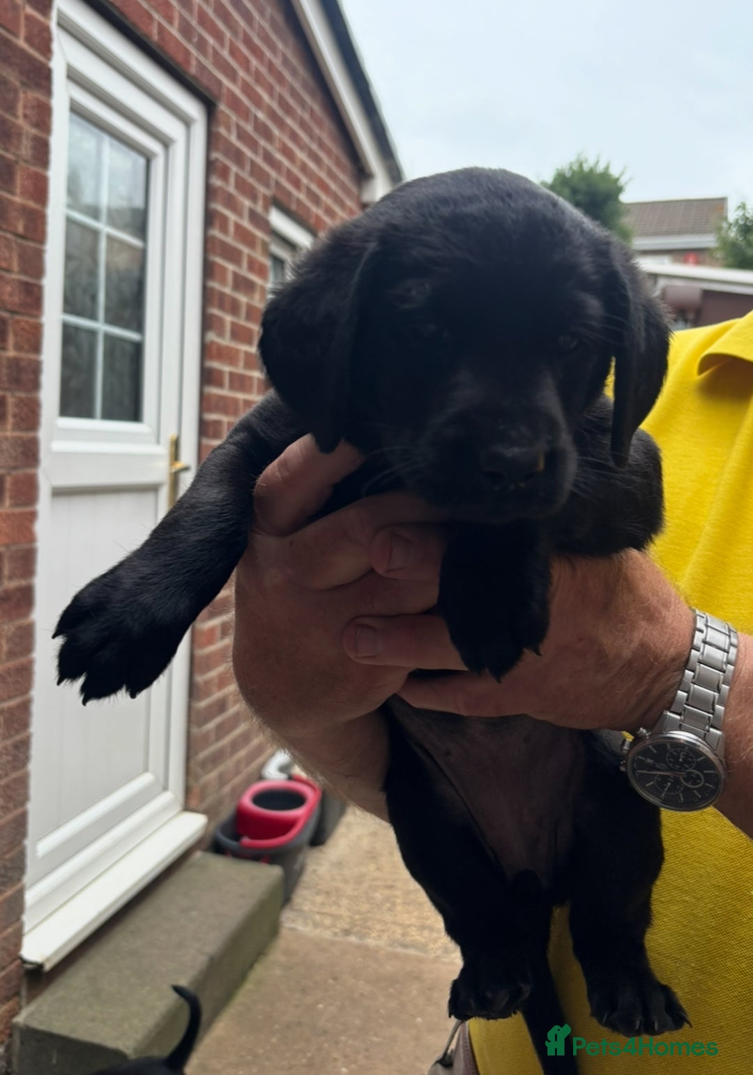 Labrador Retriever dogs for sale: Working Labradors  - Image 17