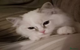 Ragdoll cats for sale: Adorable Loving blue mitted lynx - Image 35