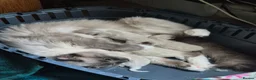 Ragdoll cats for sale: Ragdoll Kittens in Waterlooville - Advert 2