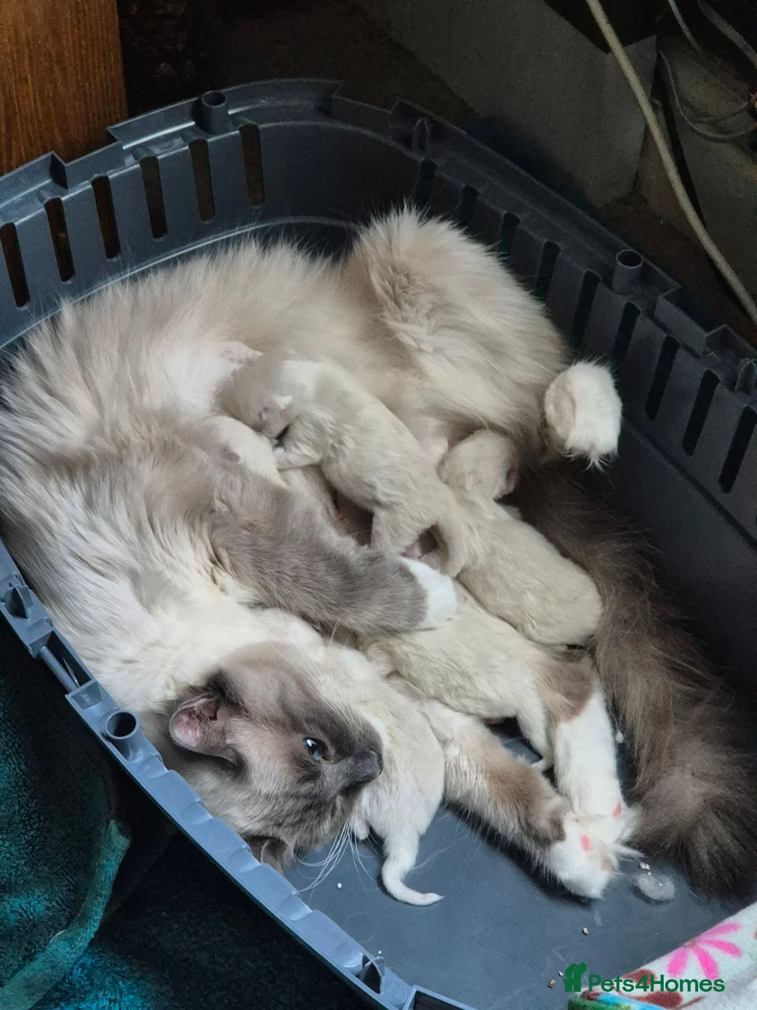 Ragdoll cats for sale: Ragdoll Kittens in Waterlooville - Advert 2