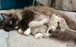 Ragdoll cats for sale: 🐾 Beautiful Mink Ragdoll Kittens 🐾 - Image 8
