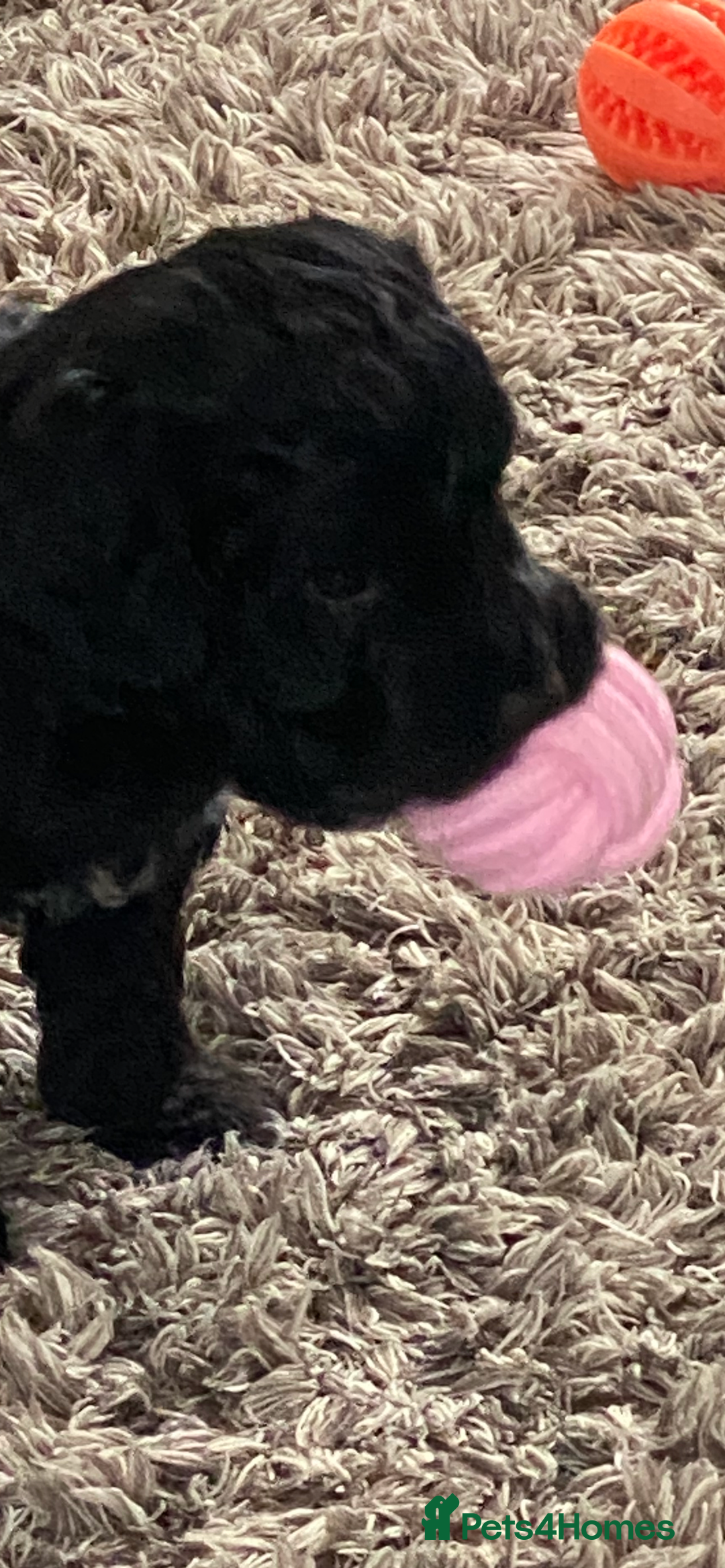 Cockapoo dogs for sale:  🐾 Adorable Cockapoo Puppies 🐾 - Image 5