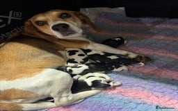 Beagle dogs for sale: Beautiful beagle puppies  - Advert 2