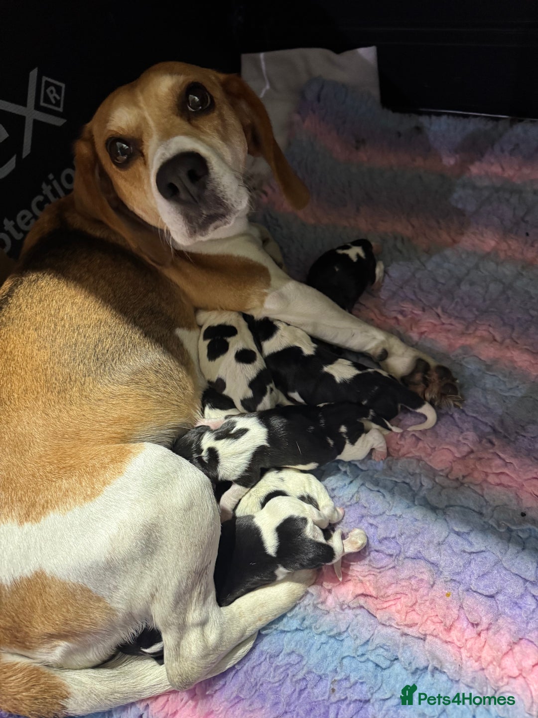 Beagle dogs for sale: Beautiful beagle puppies  - Advert 2