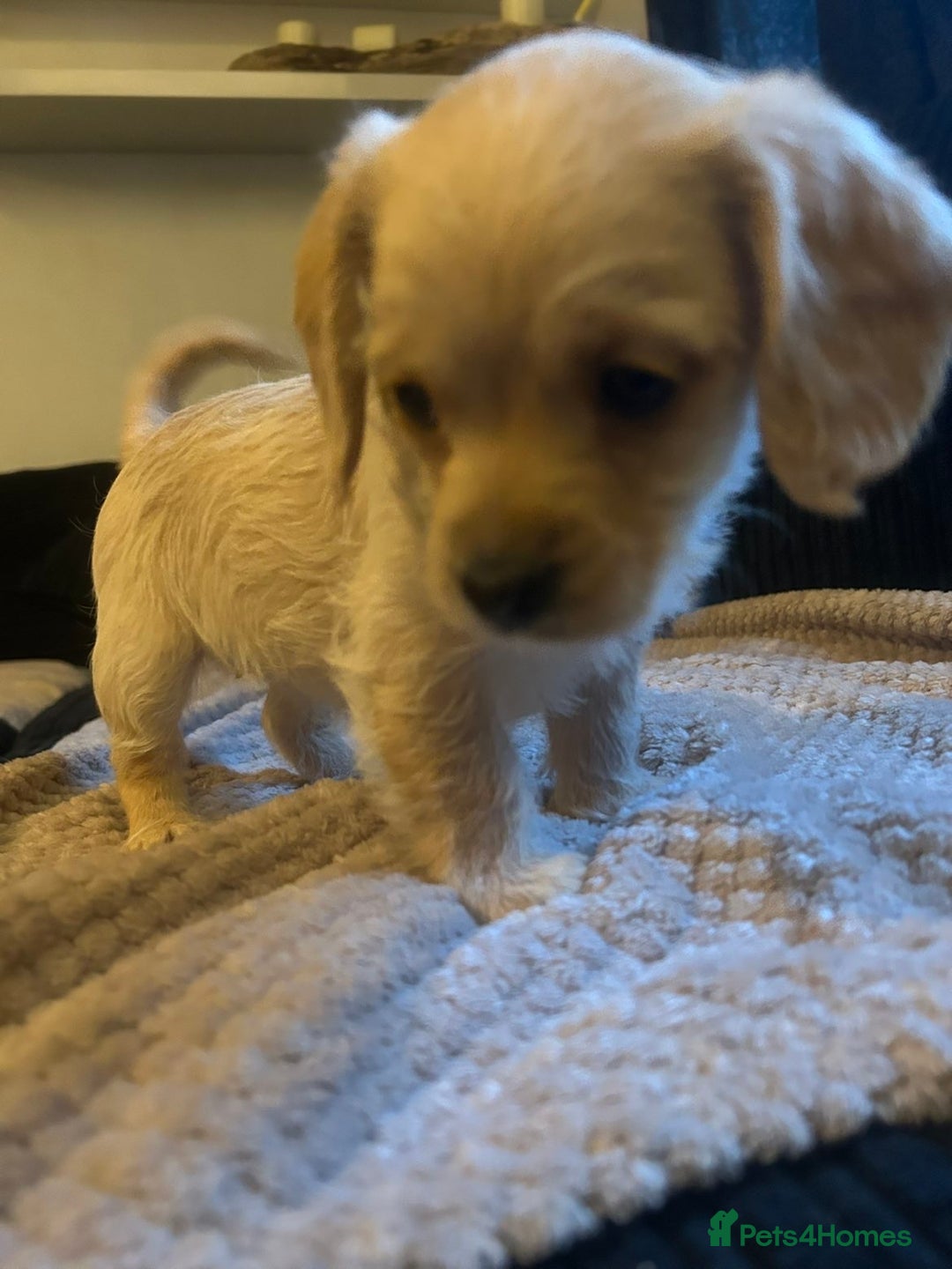 Mixed Breed dogs for sale: Dachshund Cavapoo mix - Advert 2