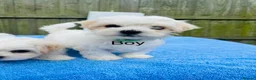 Maltese dogs for sale: Maltese -small size hypoallergenic-3 boys one girl - Advert 6