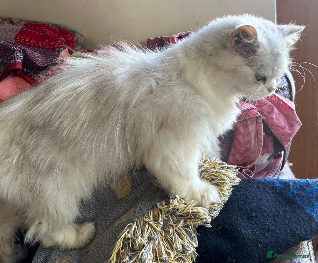 Scottish Fold cats for sale: ONE GORGEOUS SCOTTISH FOLD X CHINCHILLA PERSIAN - Image 7