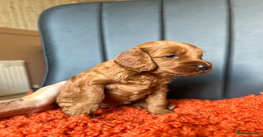 Cockapoo dogs - Advert 10