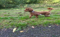 Miniature Poodle dogs for sale: STUNNING SOLID DARK RED FEMALE POODLE - Image 8