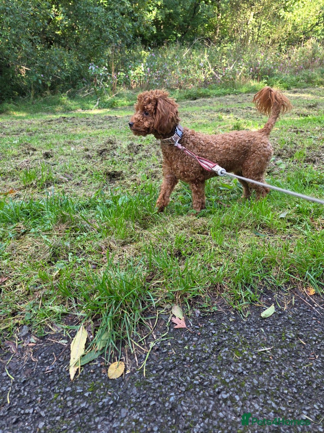 Miniature Poodle dogs for sale: STUNNING SOLID DARK RED FEMALE POODLE - Image 8