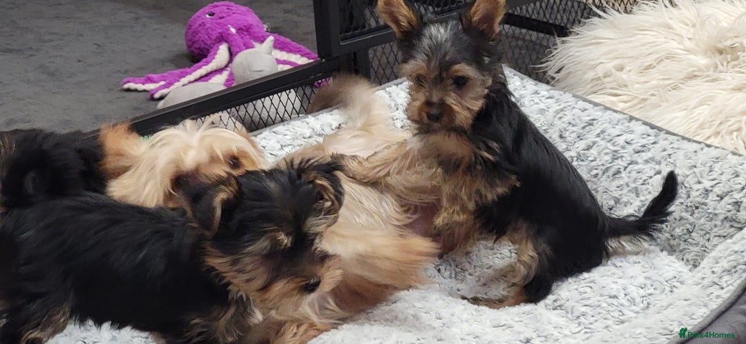Yorkshire Terrier dogs for sale: Yorkshire Terriers puppies from Licensed Breeder  - Advert 9