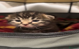Mixed Breed cats for sale: Kittens for Sale  - Image 2