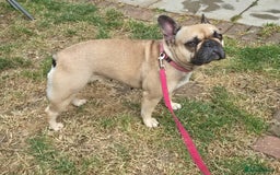 Mixed Breed dogs for sale: *UPDATE* 3x purebred dogs for rehoming - Image 9
