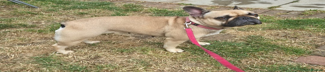 French bulldog---Lola