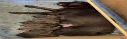 Labrador Retriever dogs for sale: Beautiful Chocolate Puppies are now ready to view. - Advert 7