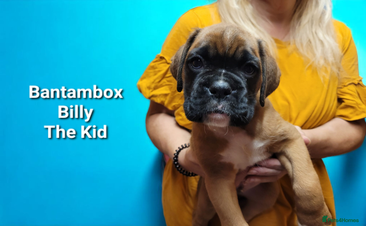 Boxer dogs - Advert 1