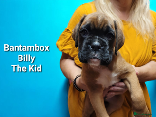 Boxer dogs - Advert 14