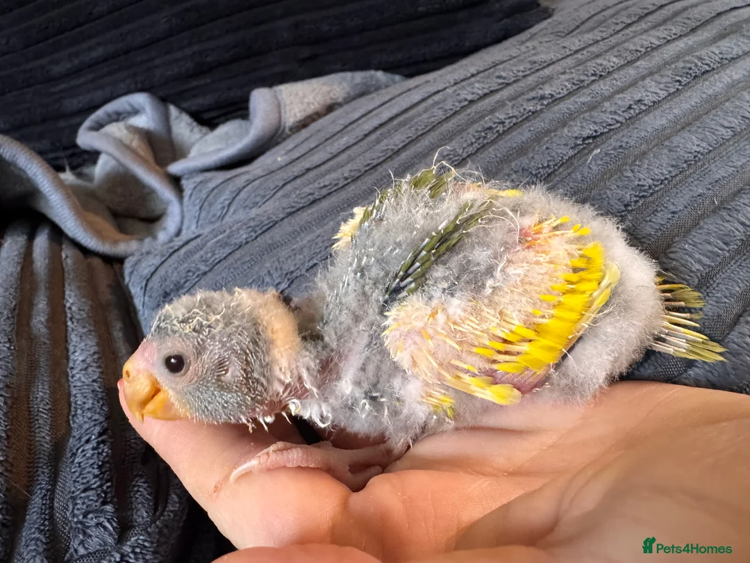 Parakeets birds for sale: Kakariki parakeets  - Advert 4