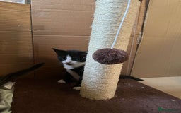 British Shorthair cats for sale: Kittens for sale !! Loving and playful  - Image 11