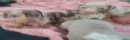 Dachshund dogs for sale: Pedigree Dachshund Puppies in Leigh-on-Sea - Advert 7