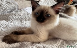 Ragdoll cats for sale: Exquisite 6th Gen*  PUREBREED Ragdoll Kittens - Image 22