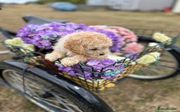 Cockapoo dogs for sale: YANKYDOODLES  ( COCKERPOOS) - Image 16