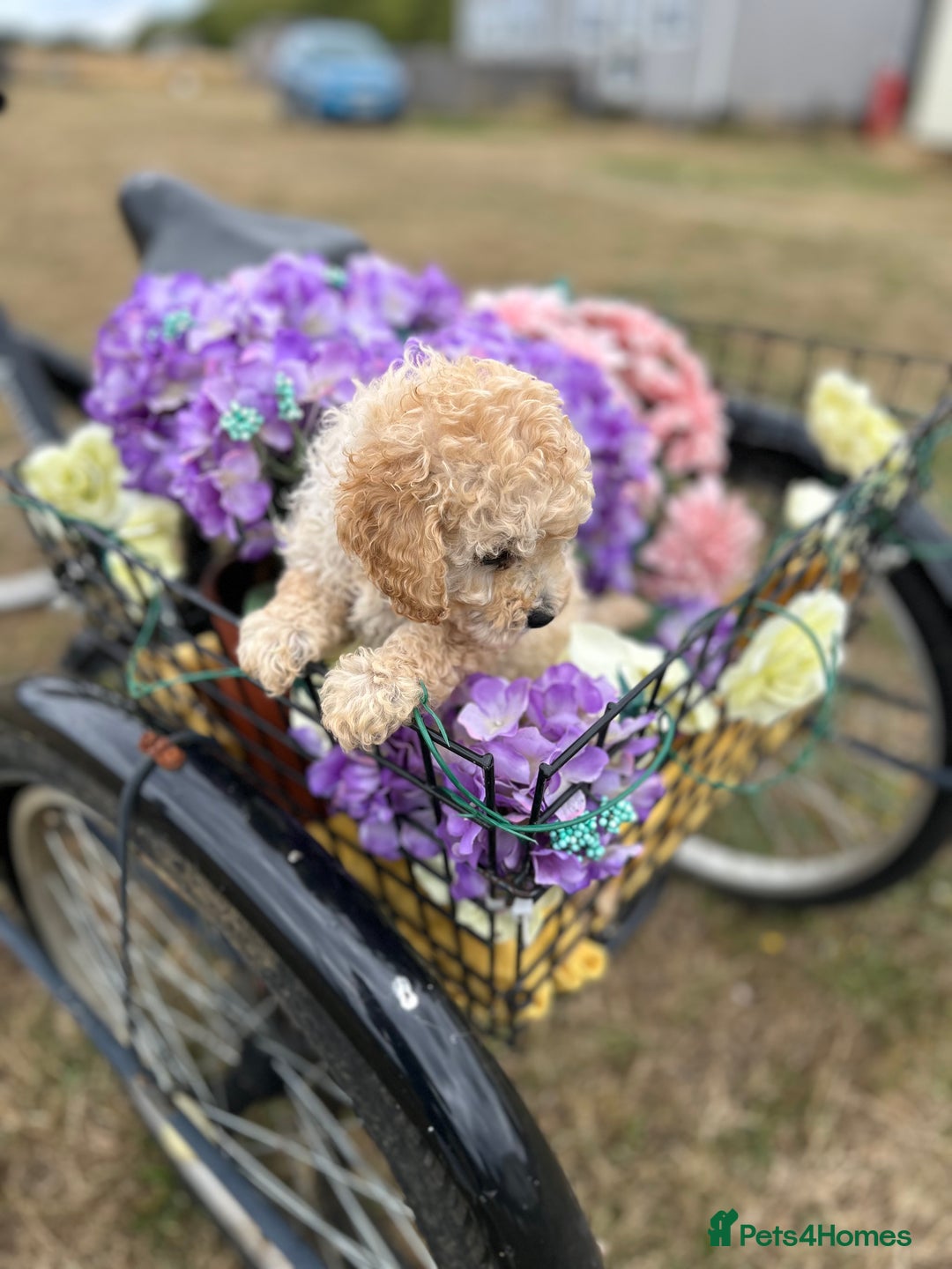 Cockapoo dogs for sale: YANKYDOODLES  ( COCKERPOOS) - Image 16