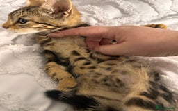 Bengal cats for sale: Bengal kittens ready now - Image 38