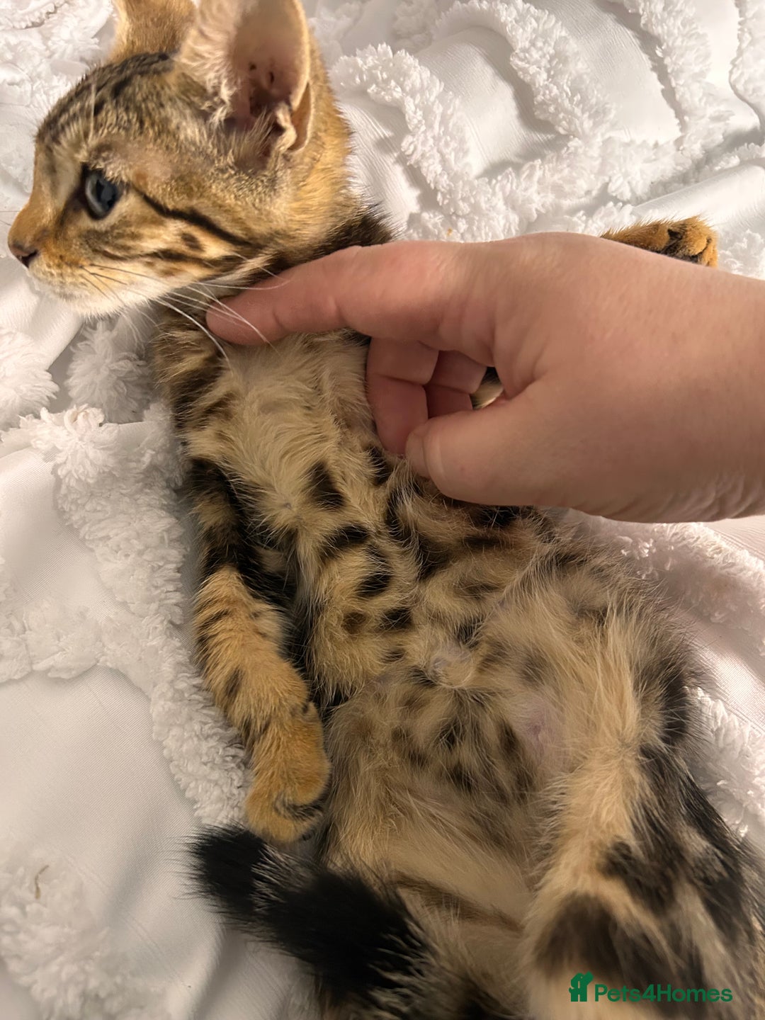 Bengal cats for sale: Bengal kittens ready now - Image 38